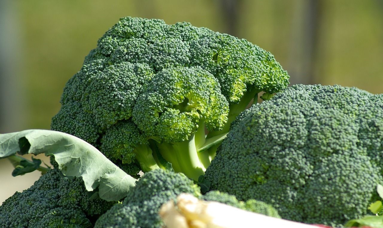 1oz Certified Organic Broccoli Seeds “De Cicco” Italian Approx 9000 Seeds
