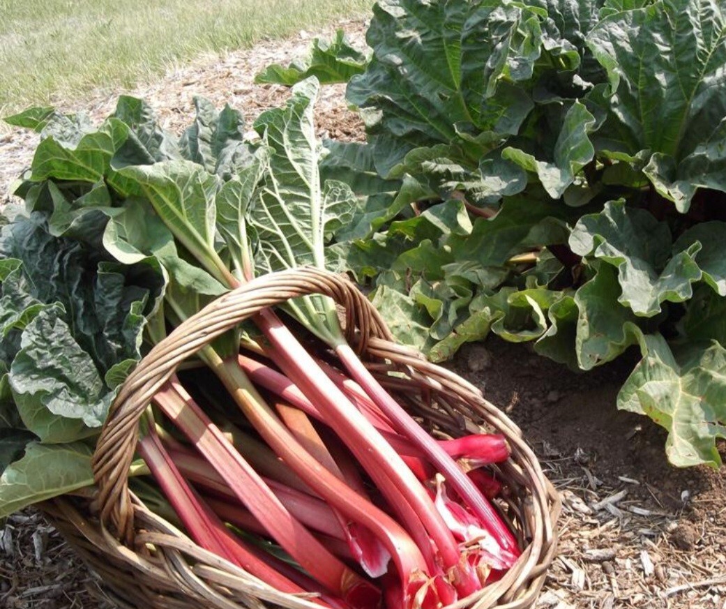 Crimson Red Jumbo Rhubarb 10 Plus Plants /Crowns Heirloom Organic-Freshly dug
