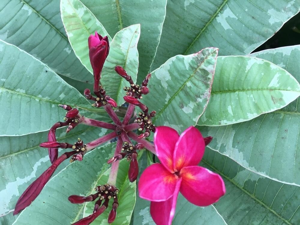 Red Blooming Variegated Leaf Plumeria rubra Frangipani Plant – ROOTED & GRAFTED