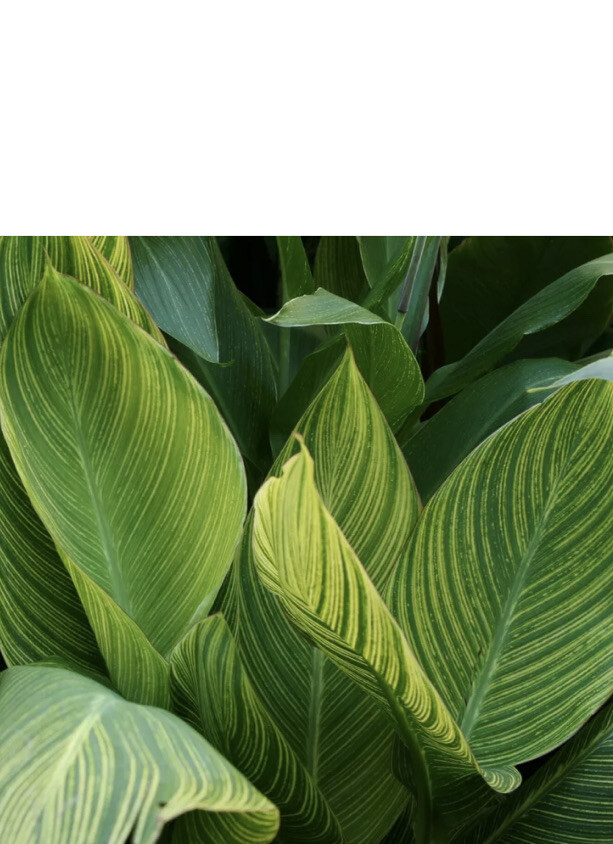 Canna PRETORIA BENGAL TIGER Lot Of (2) Rhizome Bulb Orange Flower Variegated