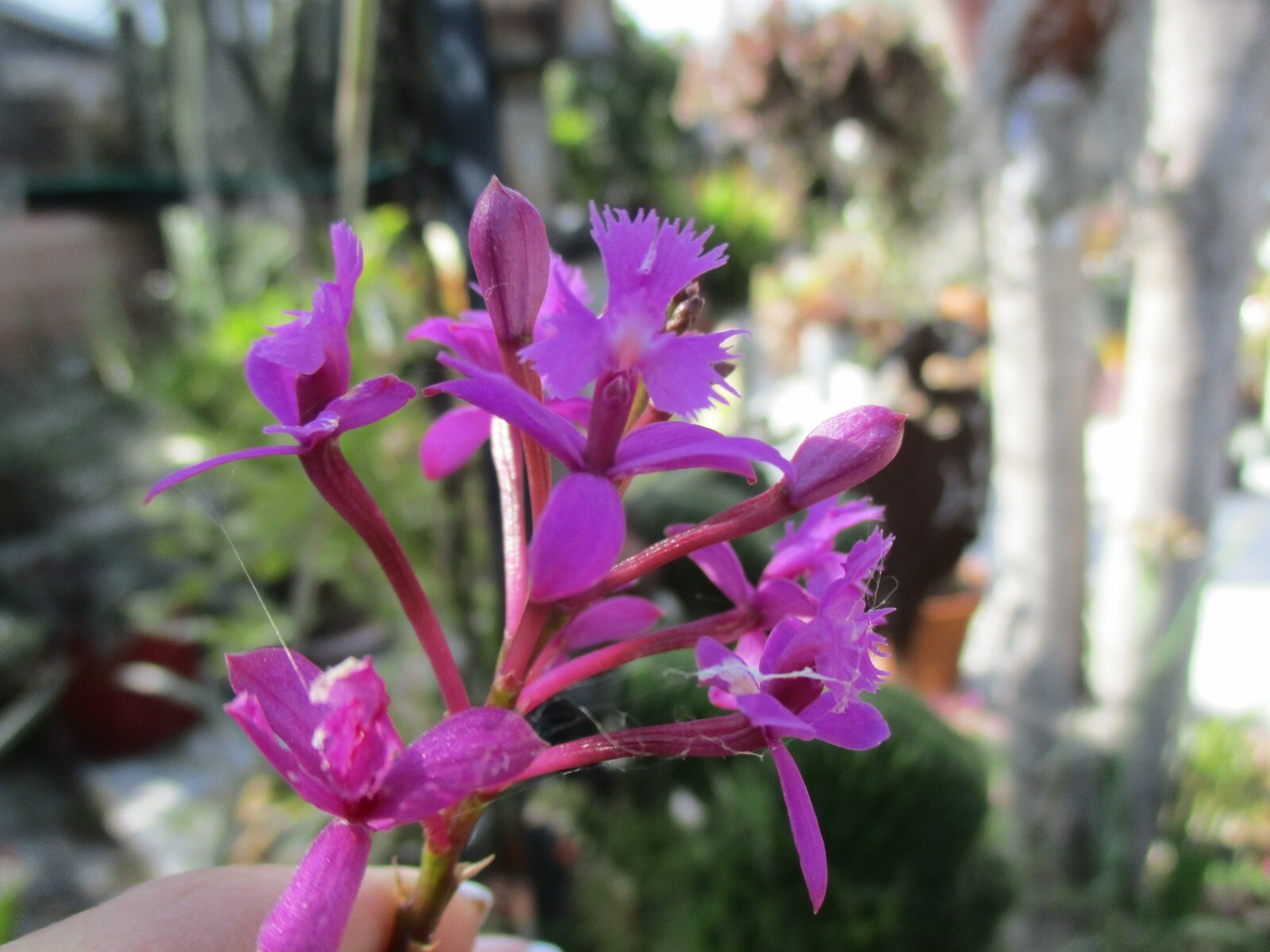 Epidendrum Orchid- Purple with Red/White centers Cluster of 3 + 1 keiki Shown #2