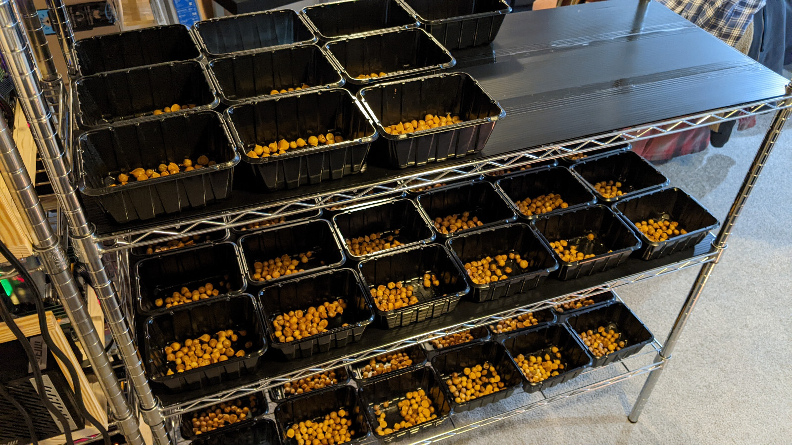 Elephant Garlic SEEDS: 50 BULBILS (Corms, Korms, Bulblets)