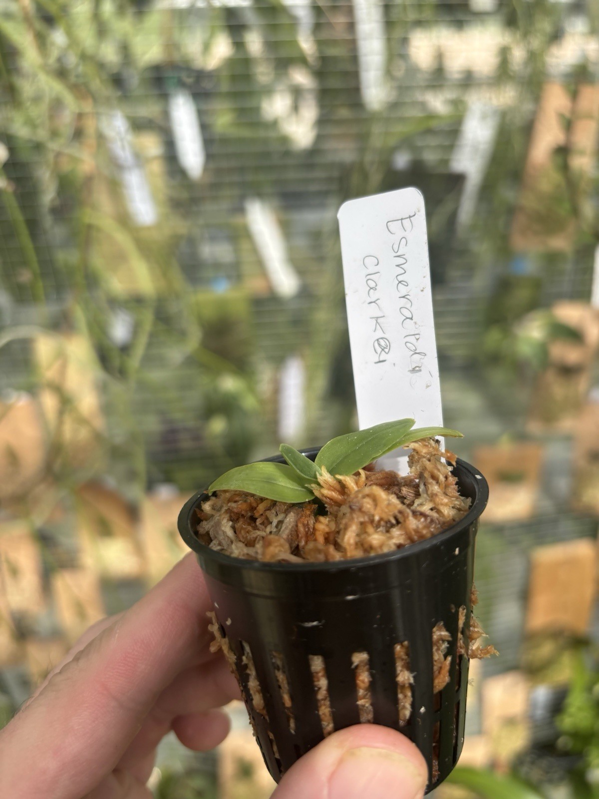 Arachanthe clarkei Rare Himalayan Orchid Species Vanda