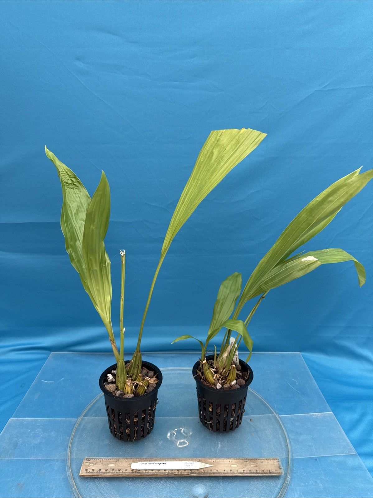 Coryhopea Ecuagenera (Coryanthes leucocorys X Stan. reichenbachiana) 4” RePot
