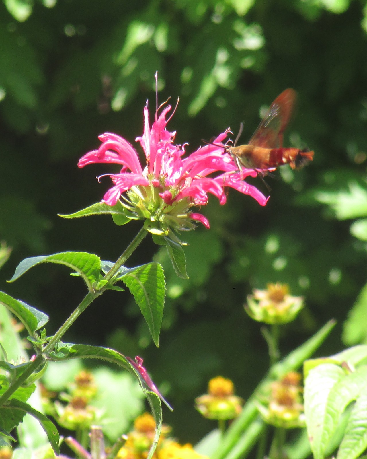 Lot of 6 Monarda Pink Bee Balm Starter Plants Bright Pink Attracts Pollinators