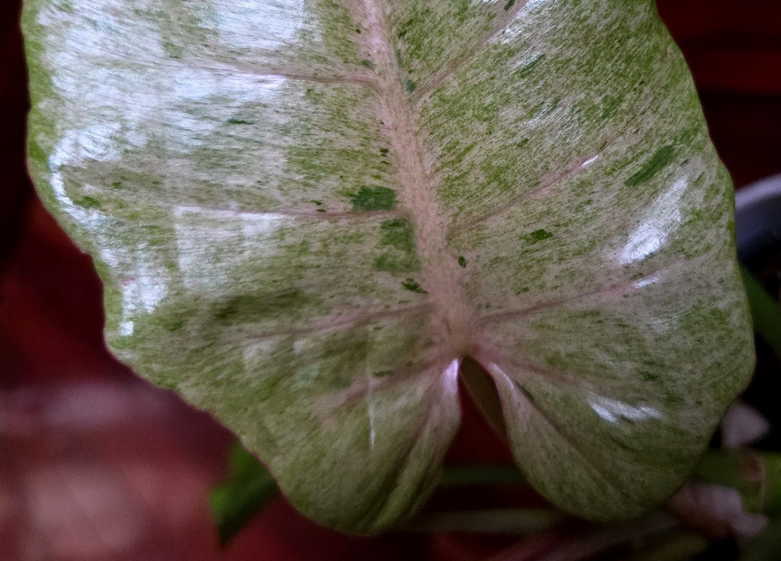 Rare Philodendron Pink Tinged Snowdrift 23″ Wide Not Aroid Anthurium Monstera