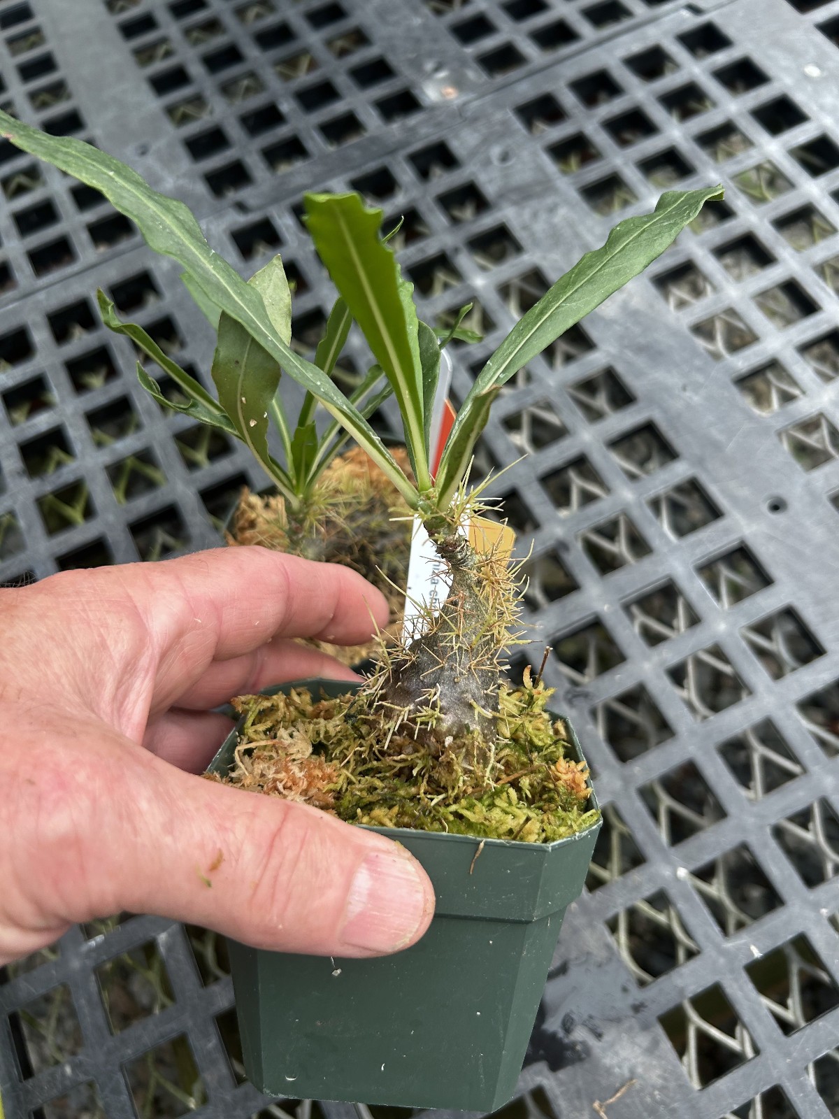 Anthorrhiza chrysacantha-rare Papua NG seed grown caudexed ant plant-gold spines