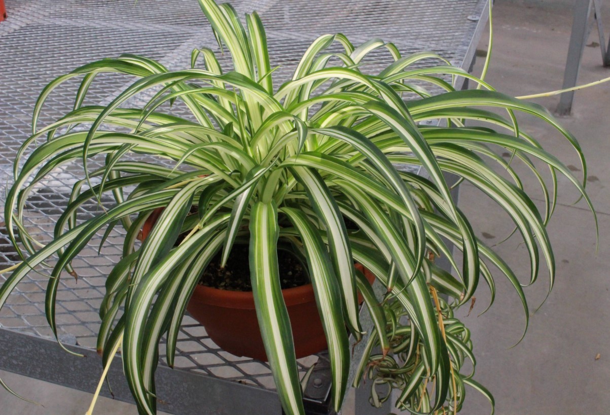 Variegated Spider Live Plant – 4-7″ Tall – Chlorophytum Decoration Houseplant