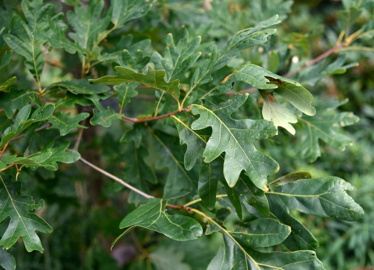 White Oak Live Tree – 12-18″ Tall – 4″ Pot – Quercus Alba Deciduous – Zones 3-9