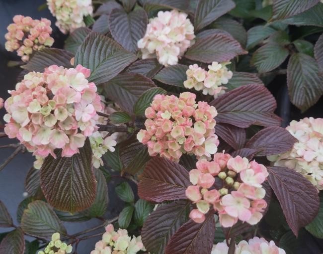 MARY MILTON VIBURNUM JAPANESE SNOWBALL PINK LIVE PLANT 1 PLANT 3.5 INCH POT