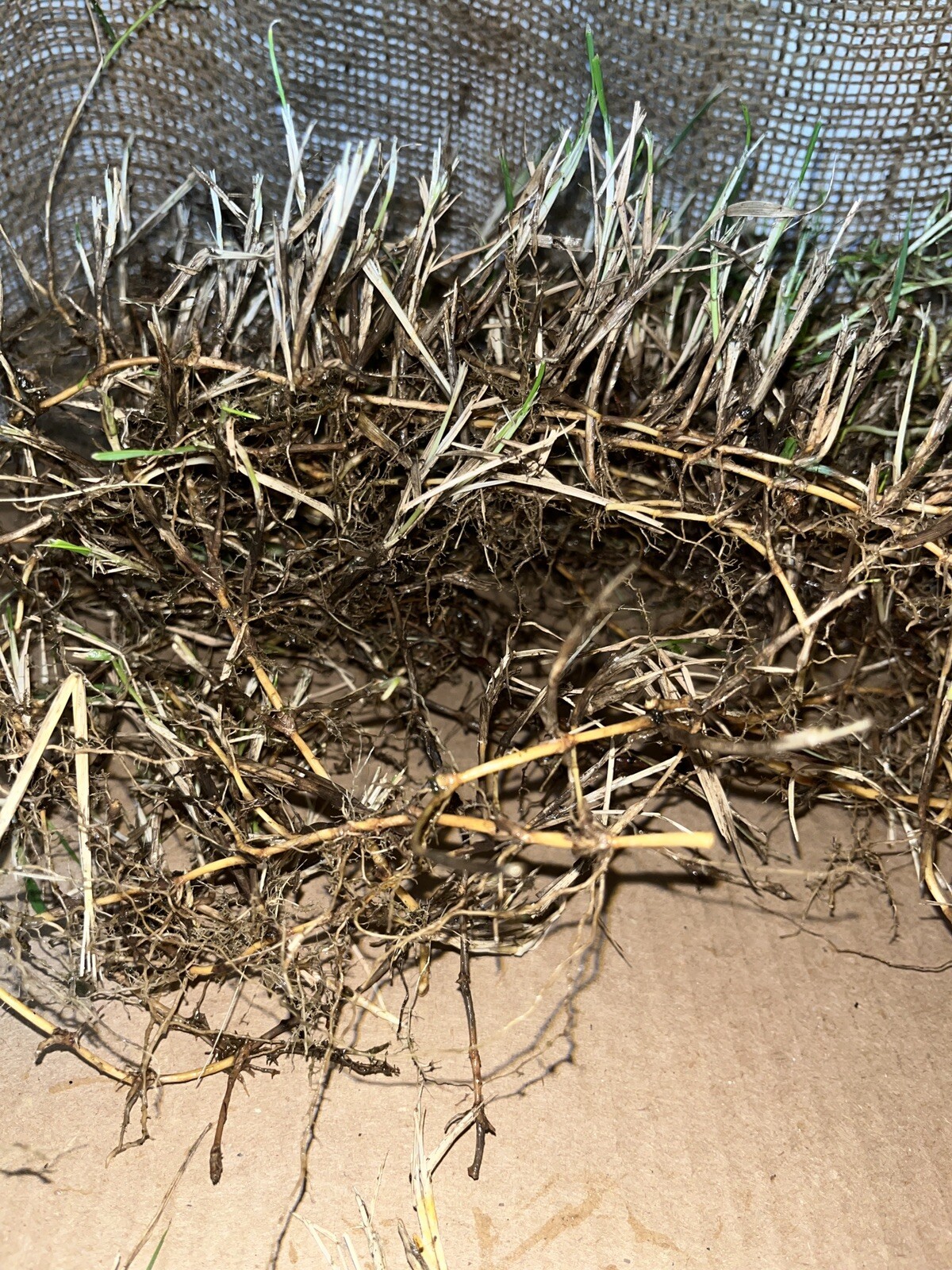 Dormant Zoysia grass handfull of rhizomes/stolones good for 10-15 plugs or more
