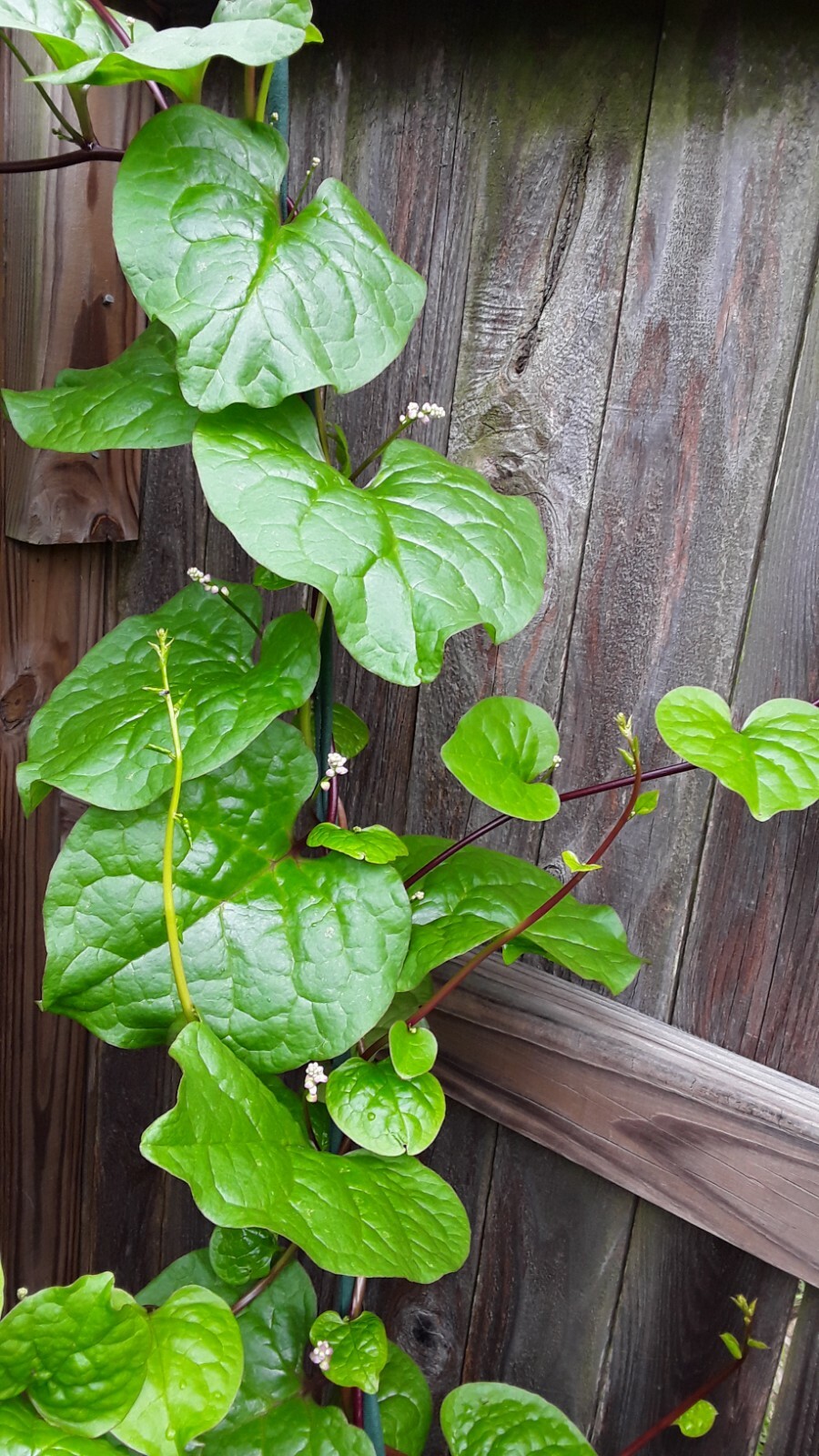 90+ Organic Red Stem Malabar Spinach Alugbati Mong Toi Poi Sang Ceylon seeds