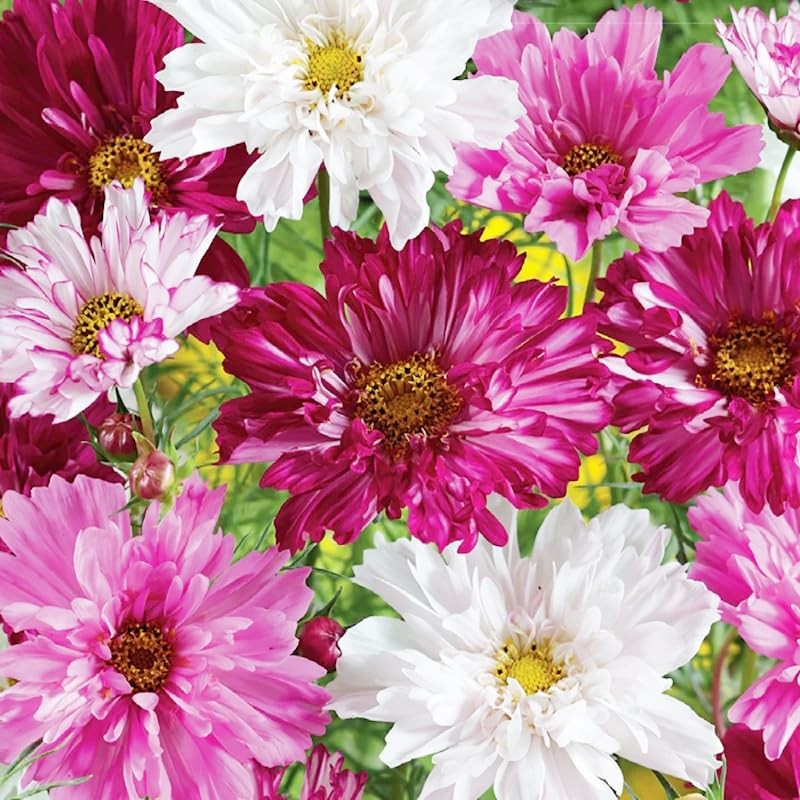 Perennial Cosmos Mixed Seeds 2000+ Non-GMO Vibrant Colors – Attracts Pollinators