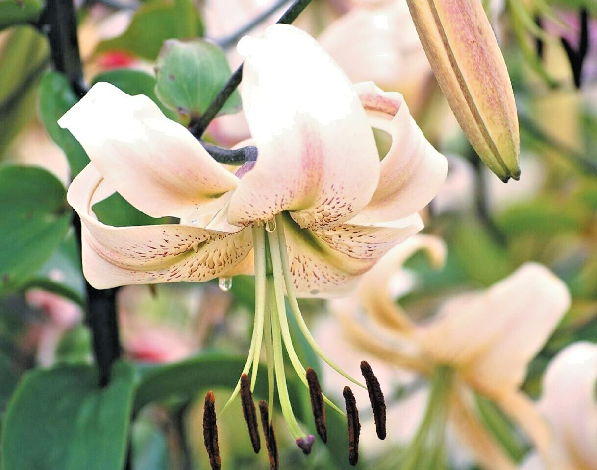 20 SILVER SCHEHERAZADE LILY SEEEDS – Lilium ‘Silver Scheherazade’