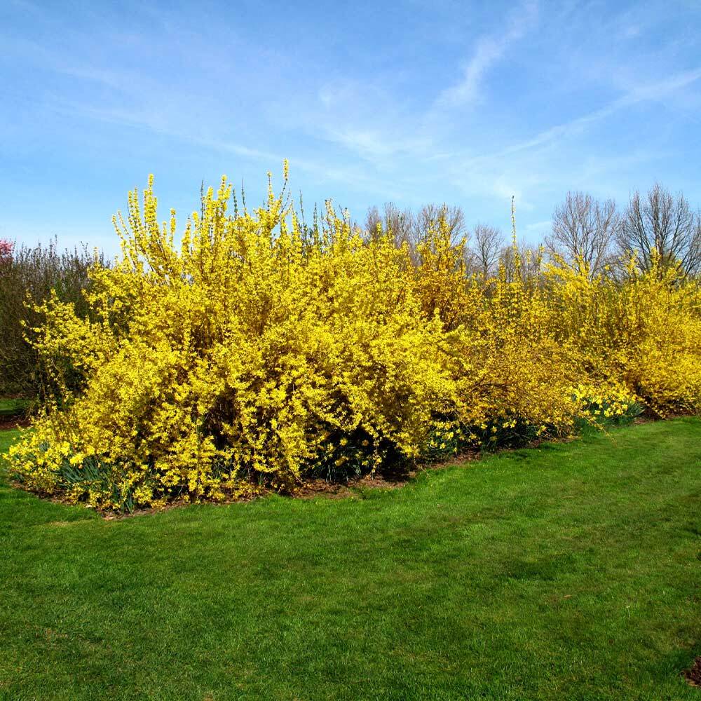Lynwood Gold Forsythia Shrub Plant Live Flowering Fast Growing 3 Gal Pot 10 Pack