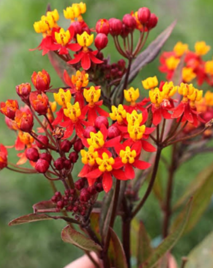Deep Red Milkweed Plant – 3-8″ Tall – Perennial for Monarch Butterfly & Pollinat