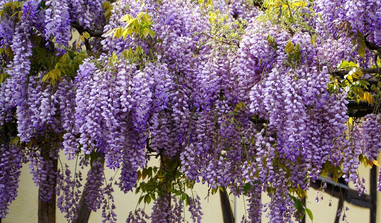 Wisteria Seeds – 50 Mixed Color Flower Seeds, Purple, White, Pink, Blue & Gold W