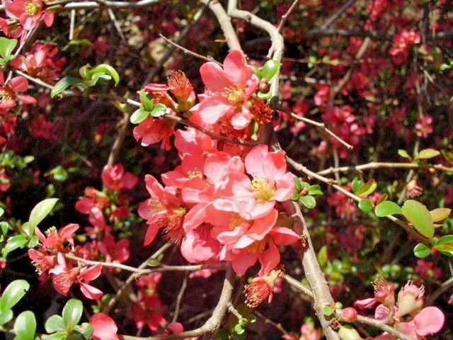 15 PINK LADY JAPANESE QUINCE SEEEDS – Chaenomeles speciosa ” Pink lady “