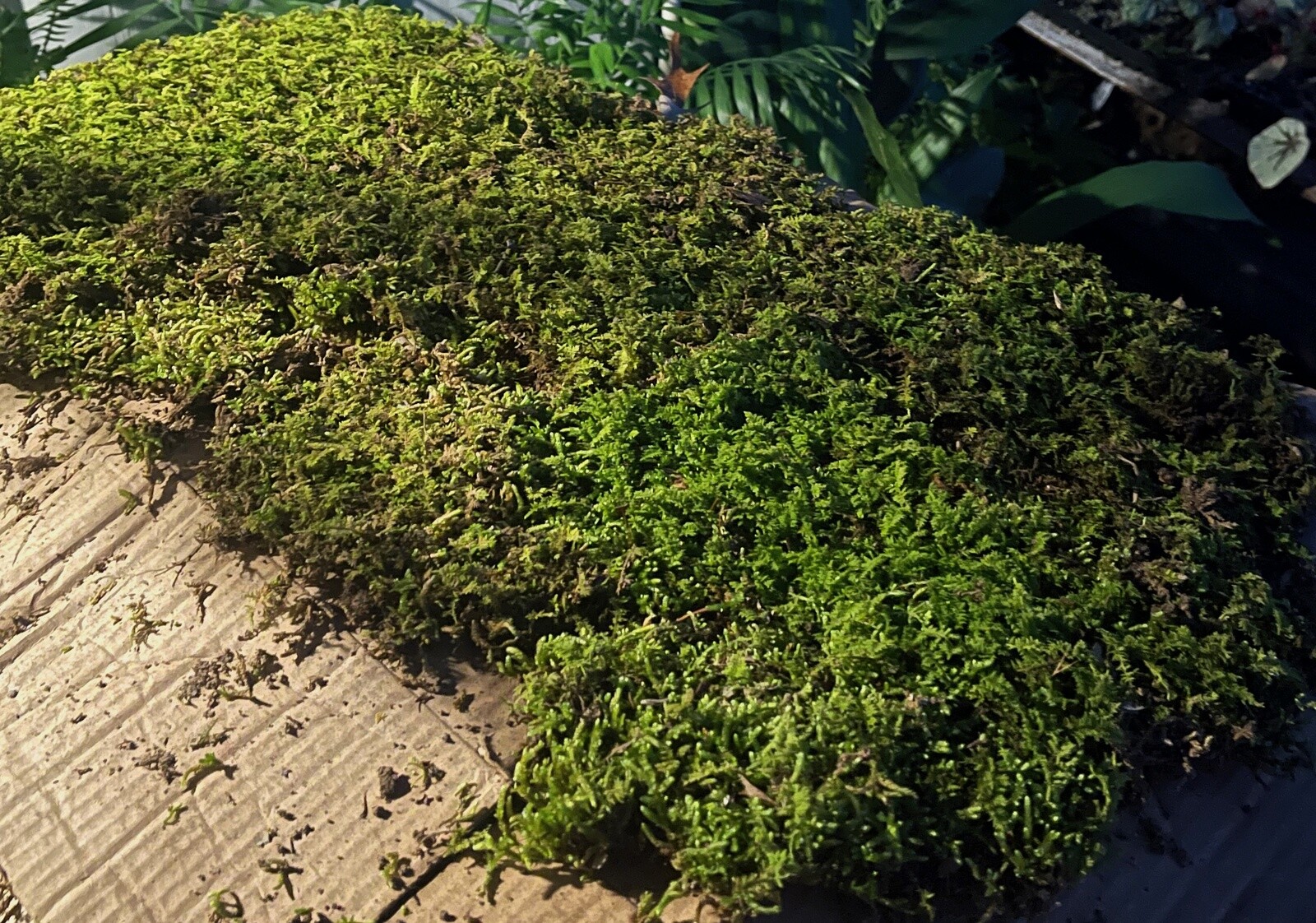 Fresh Sheet Moss. 3 to 5 lb. Box – Approx. 3.5 square ft.