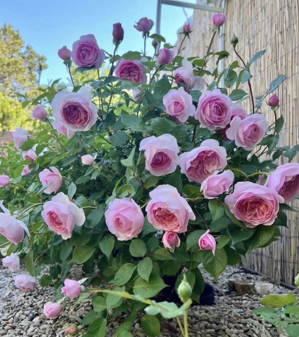 Olivia Rose Austin – Fragrant Pink English Rose with no pot!