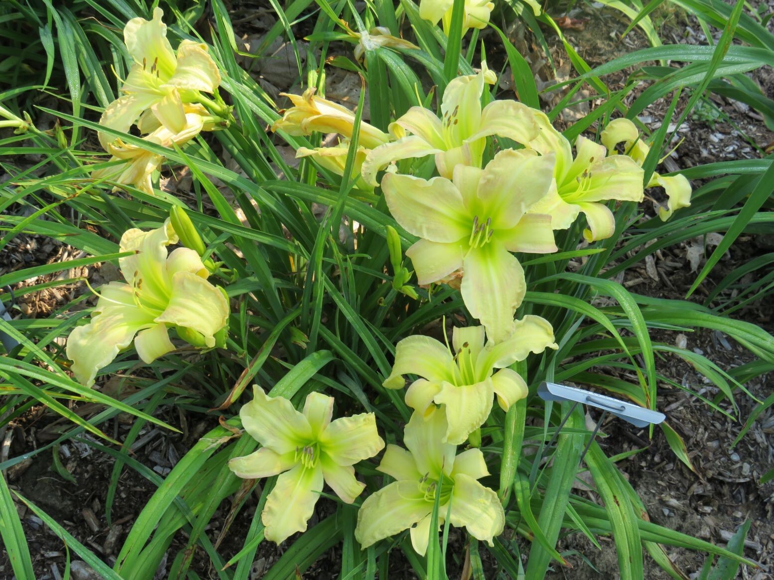 Daylily Seed Hemerocallis Hybrids 50 Mixed Lot Seeds