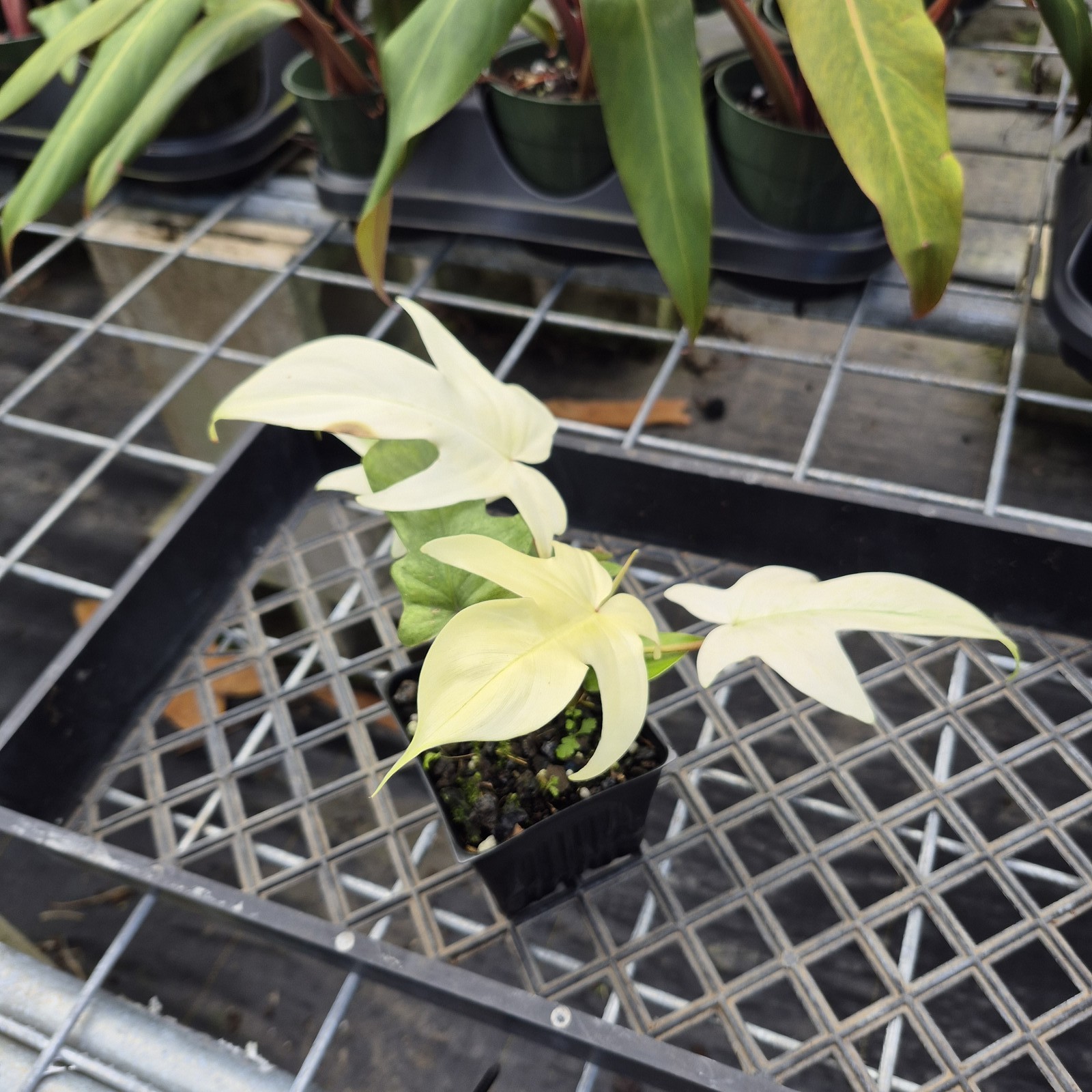 Philodendron Florida Ghost, Exact Plant Ships Nationwide