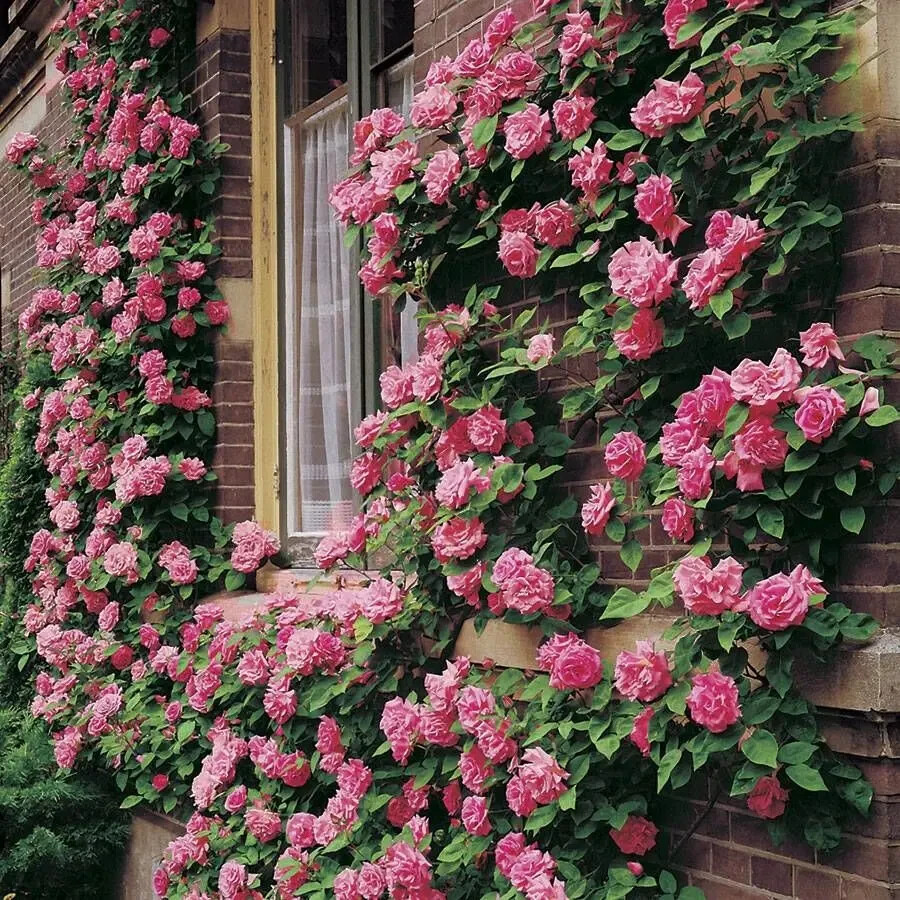 Zephirine Drouhin THORNLESS Rosa Pink Climbing Rose Own ROOTED Live Plant 6-7″