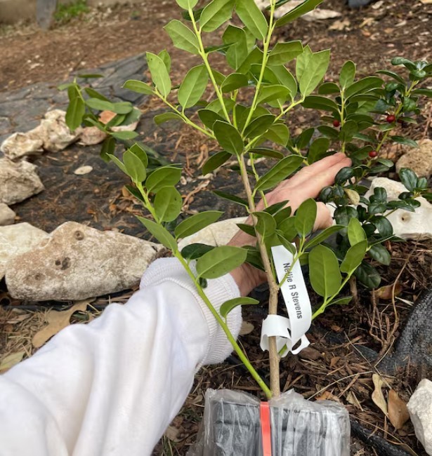 Dwarf Burford Holly Live Plant – 6-12″ Tall – 4″ Pot – Ilex Shrub – Zones 5-9