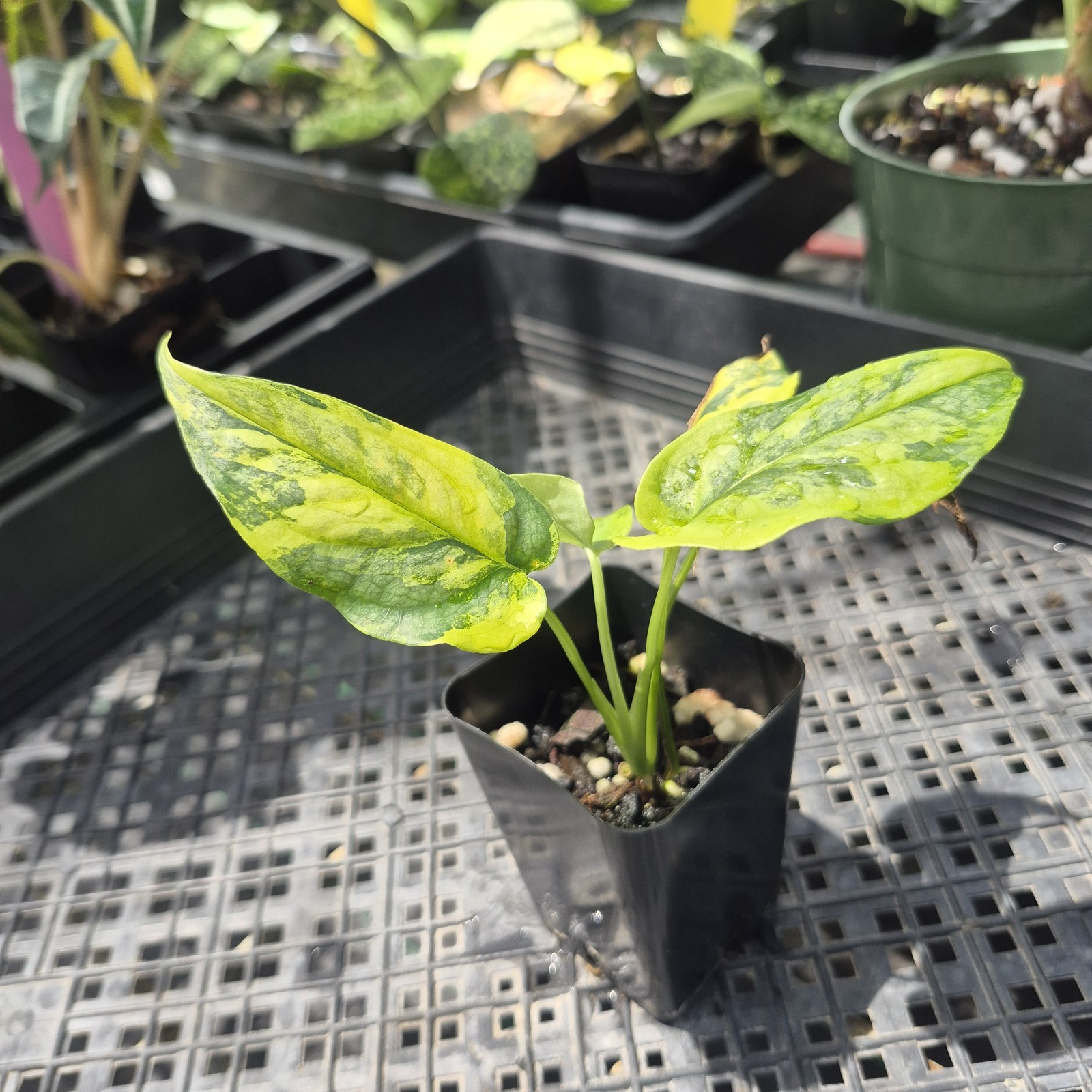 Monstera Siltepecana Aurea Variegated 2.5″ pot, Fedex 2day*