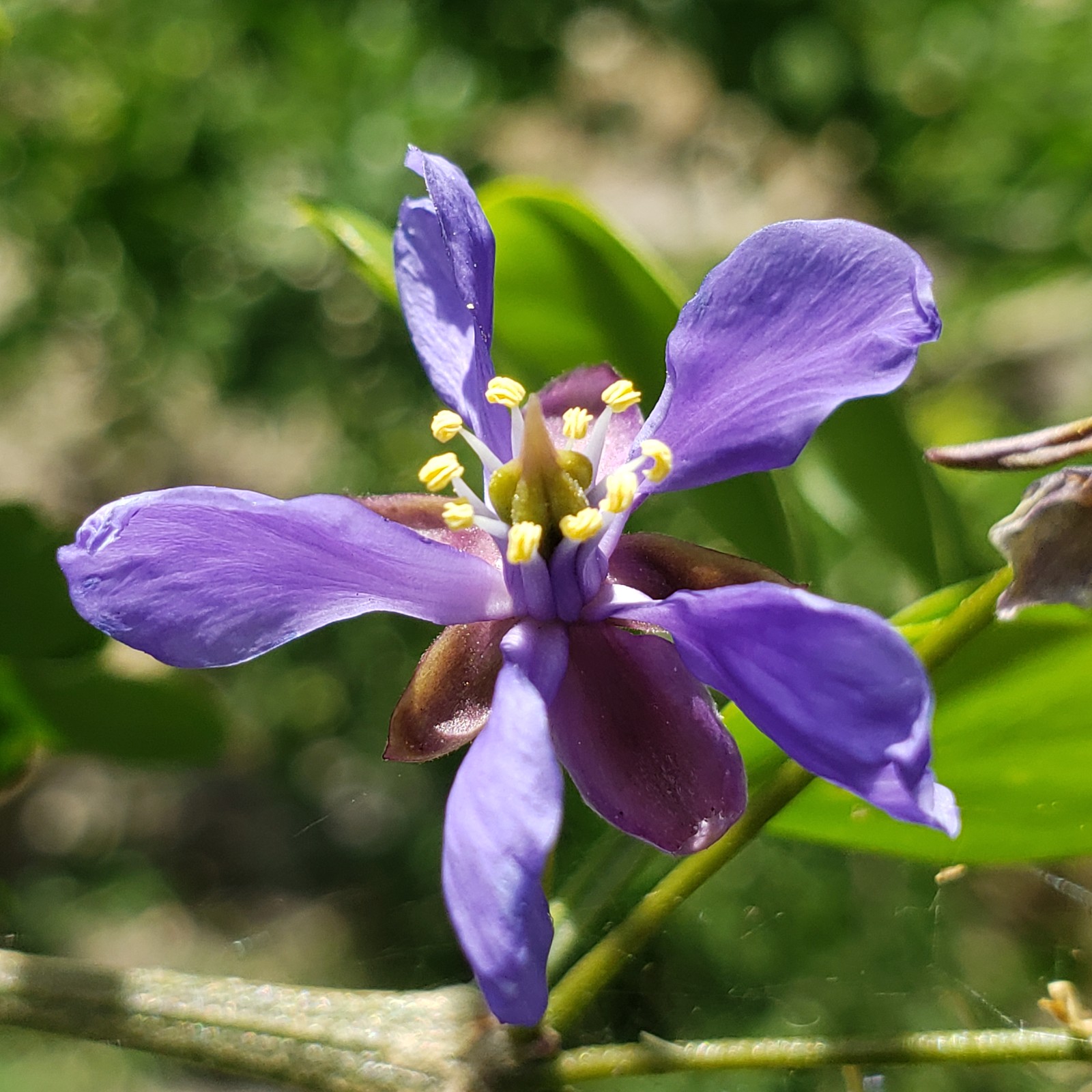 IRONWOOD Tropical Tree of Life Plant Lignum Rare Blue Flower Bonsai Starter