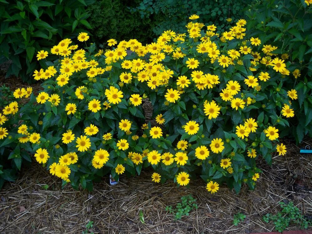 40 Heliopsis GoldenSun Yellow Sunflower Perennial Seeds~Brooklyn Botanical Club