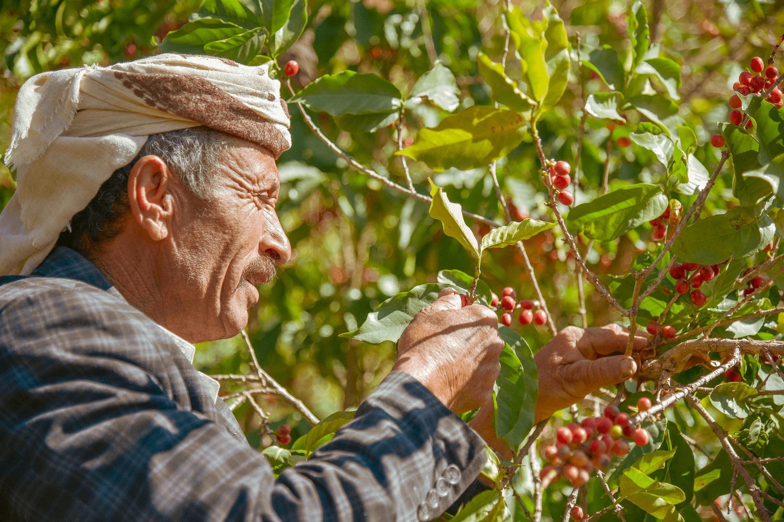 Yemeni Coffee Bean Tree Seeds (25) / Mocca Peaberry / Sa’Dah Governate / RARE