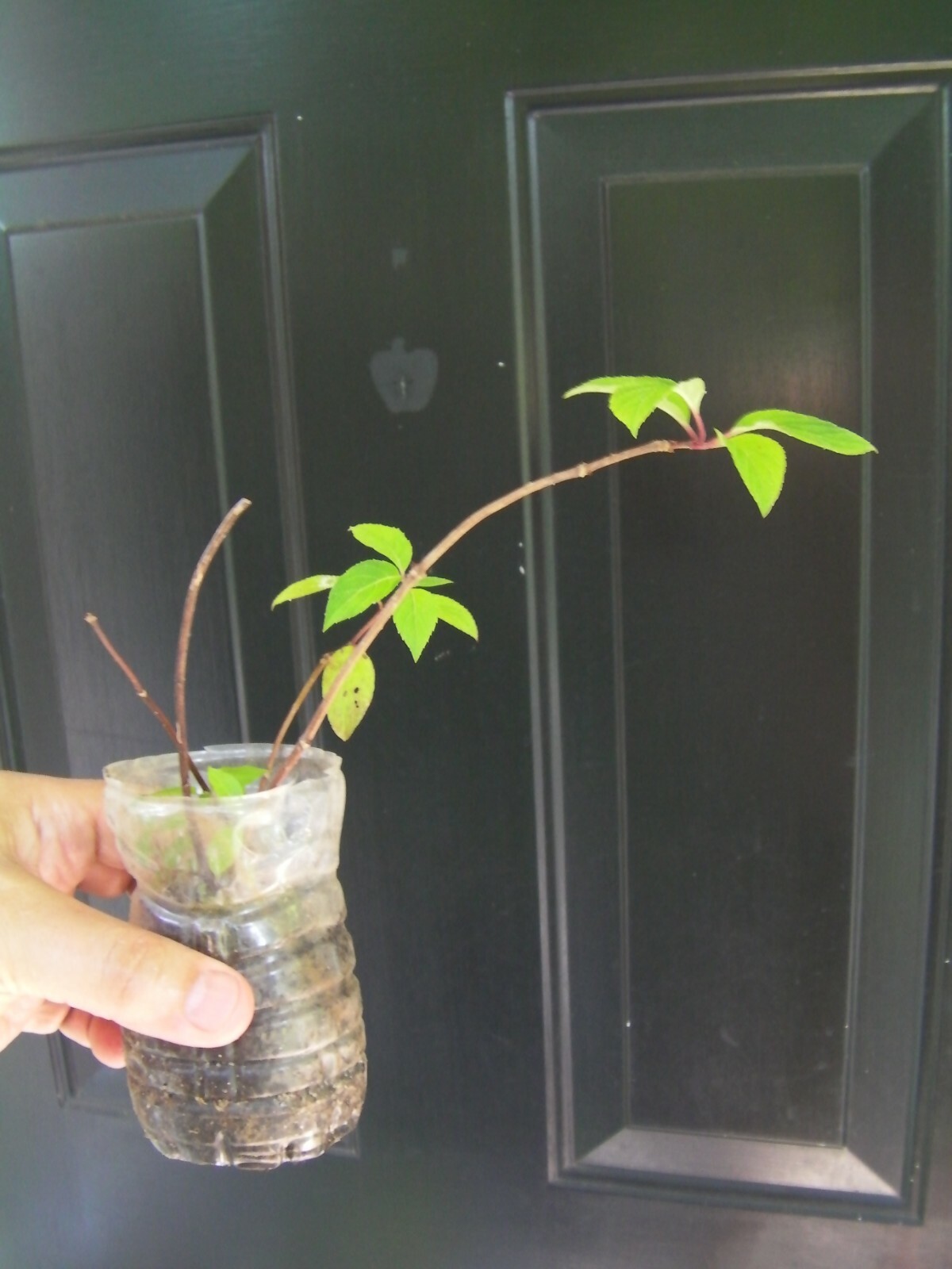 10 thin unrooted cuttings of stunning Vanilla Strawberry Hydrangea bush tree