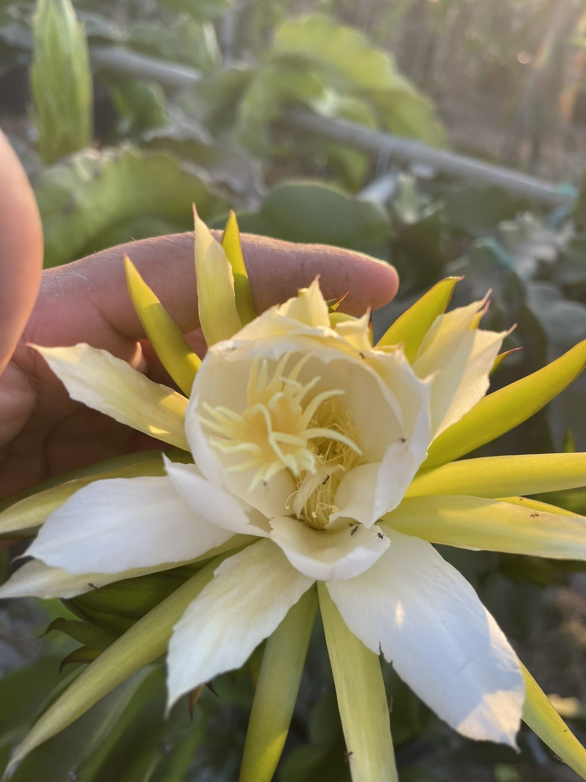 Mature cuttings of “VIOLET BLISS” NEW hybrid!! 14-18 inch long!