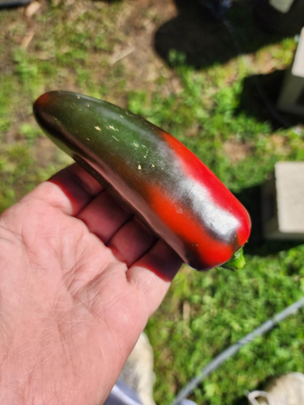 100+ Mammoth Jalapeno Hot Pepper Seeds – FRESH —- NON-GMO