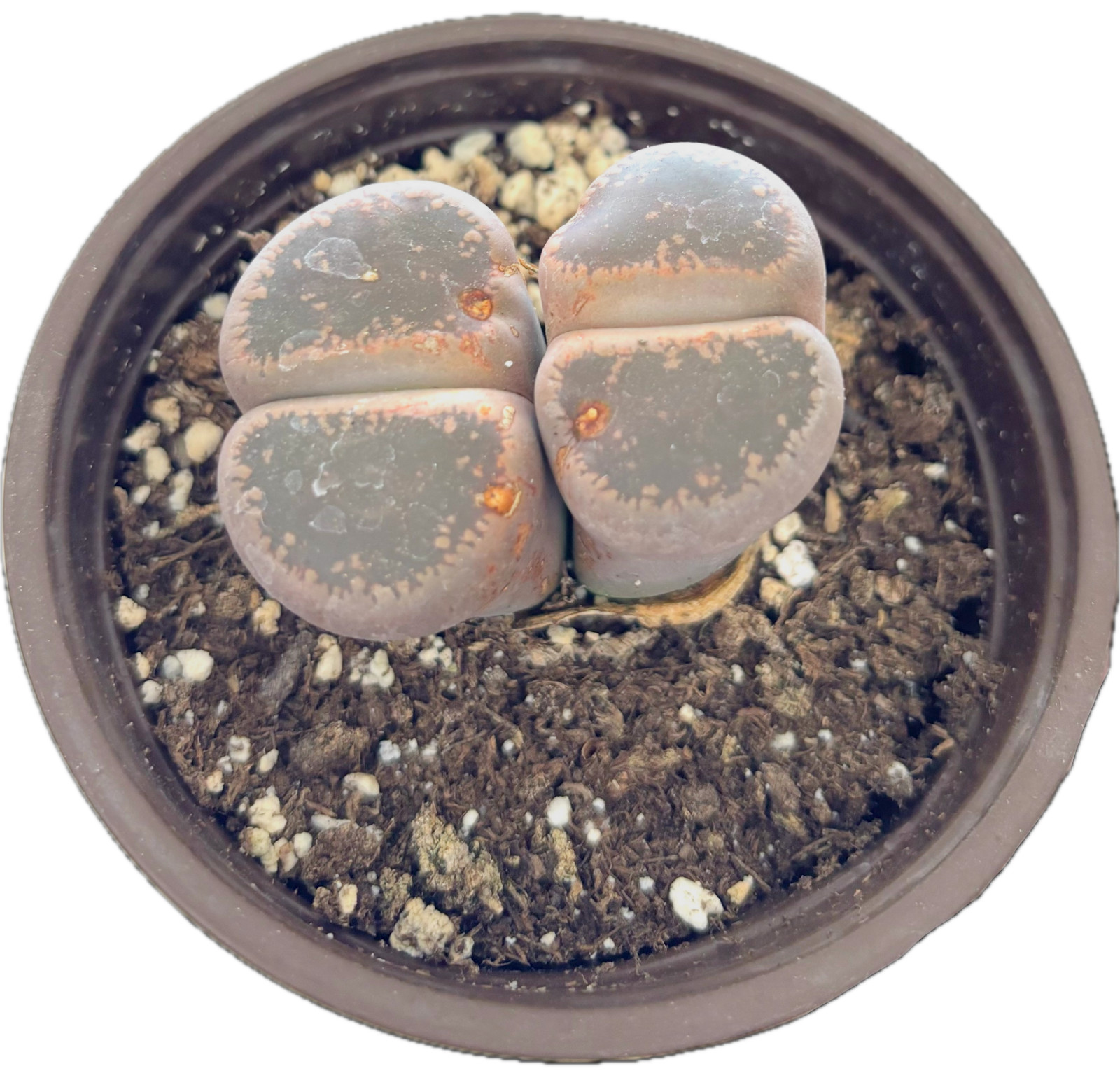 Was $20 Now $10 Lithops Live Succulent Plant, Large 4″ Pot, Rare Living Stone