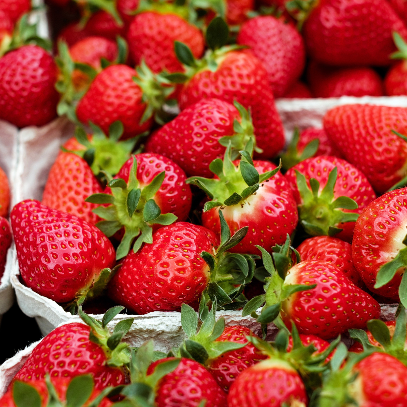 AC Valley Sunset Strawberry Roots – Bare Root Plants | Late-Season June-Bearing