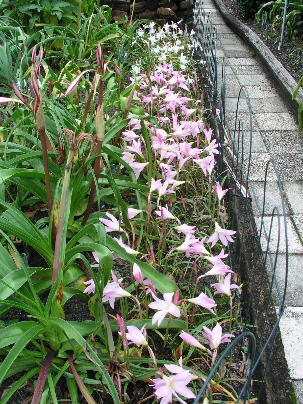 Rain Lily, Habranthus Robustus ‘Russell Manning’, 4 bulbs, RARE, zephyranthes