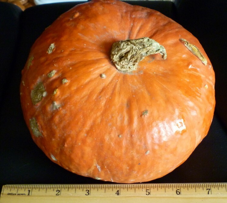 15+ RARE RED KABOCHA JAPANESE PUMPKIN WINTER SQUASH SEEDS SWEET CHESTNUT FLAVOR