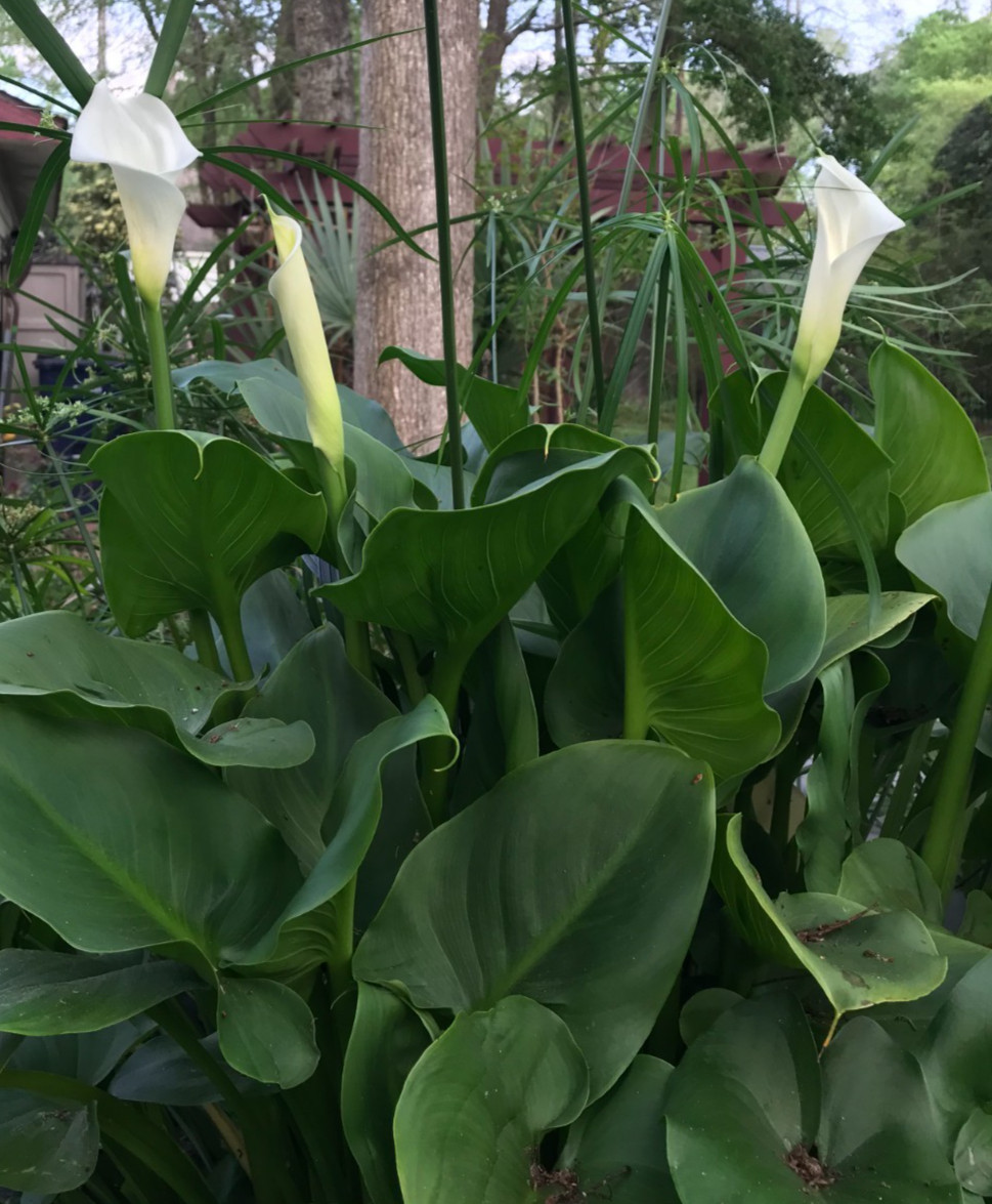 Beautiful Pond, Bog, Water Plant White Calla Lily Flowering Flowers 1 plant