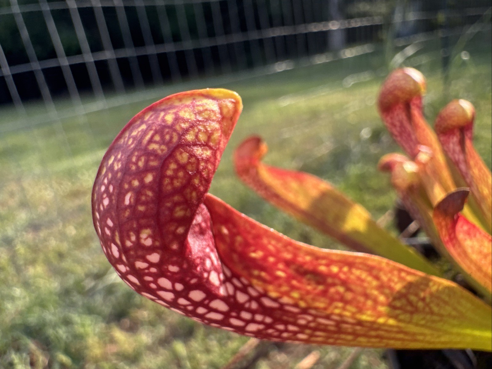 SARRACENIA X FORMOSA “NASSAU CO, FL”. RARE. 4-6” SIZE