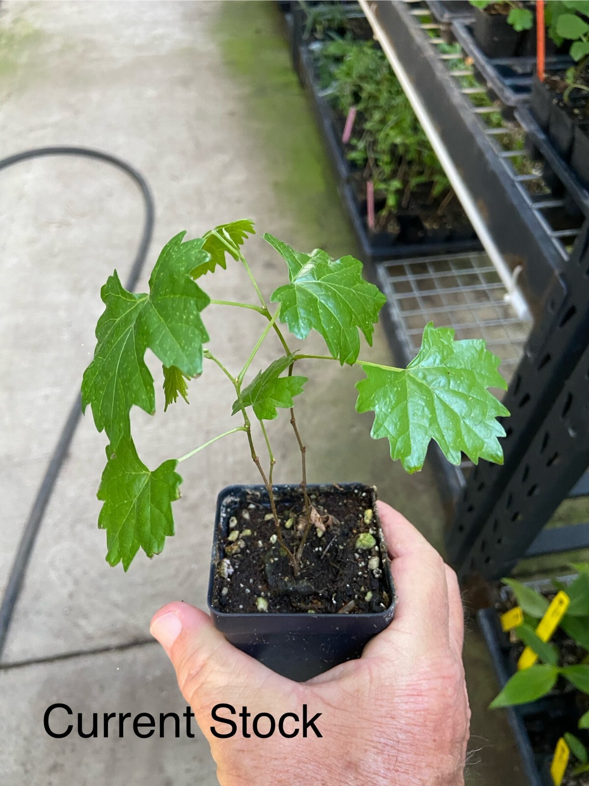 Vitis – ‘Southern Home’ – Muscadine Hybrid Grape