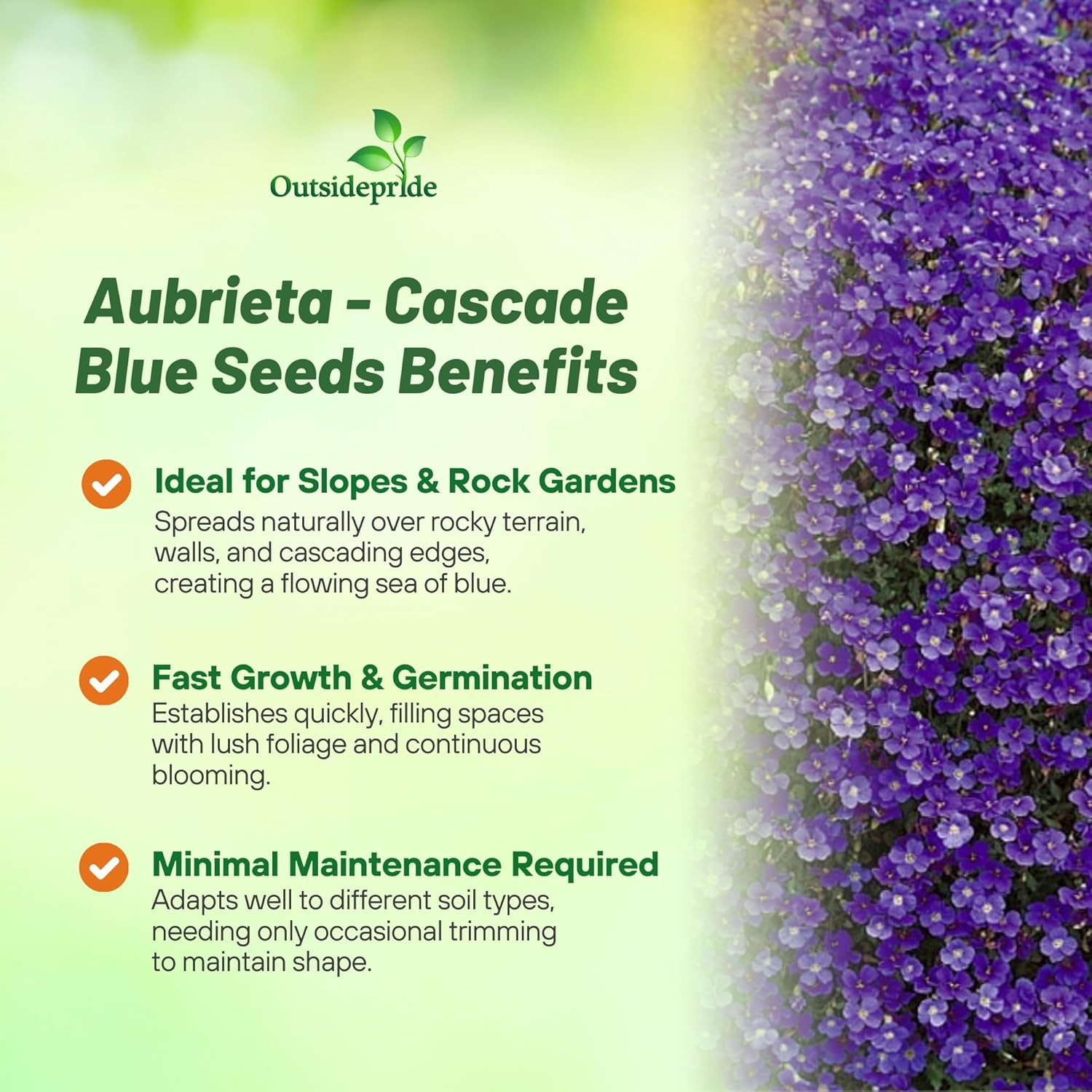 1000 Seeds Cascading Blue Rock Cress Seeds – Aubrieta Seeds Hybrida Ground