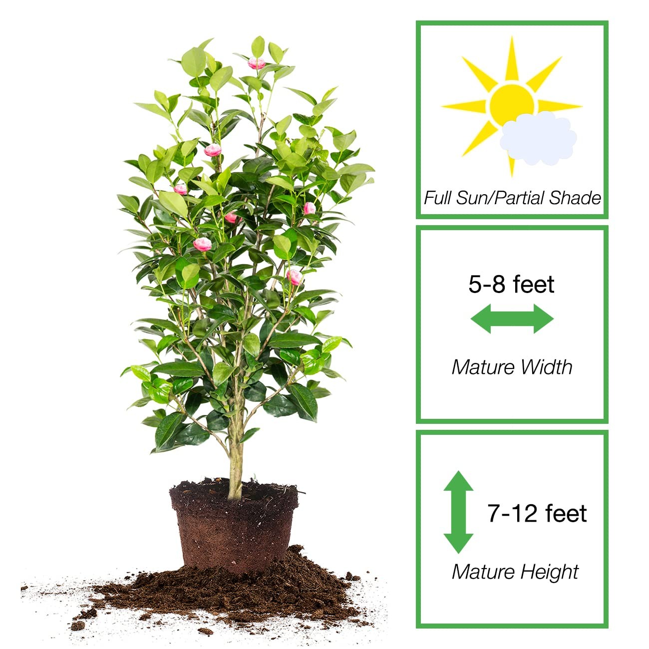Pink Perfection Camellia Bush 3 Gallon | Live Shrub for Outdoor Planting | Ev…