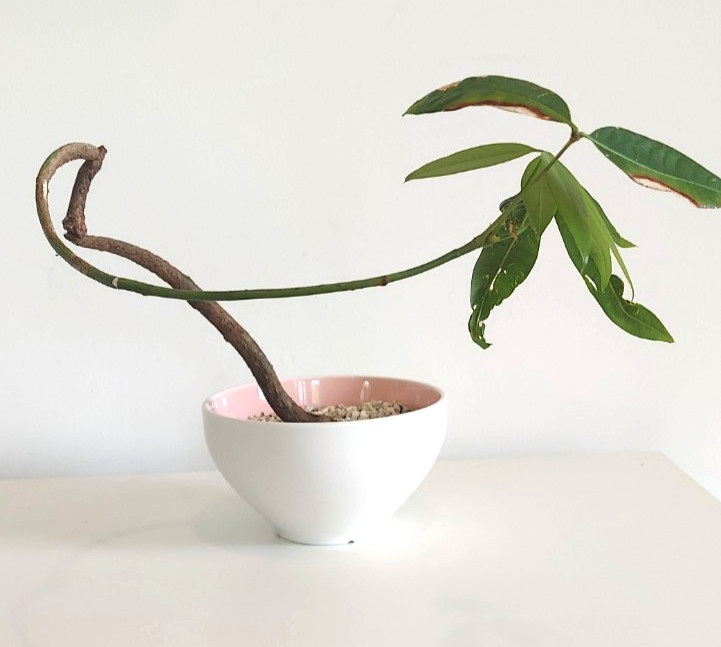 Shohin Silk Floss Live Tree Bonsai Ceiba Speciosa Orchid Like Flowering Bonsai