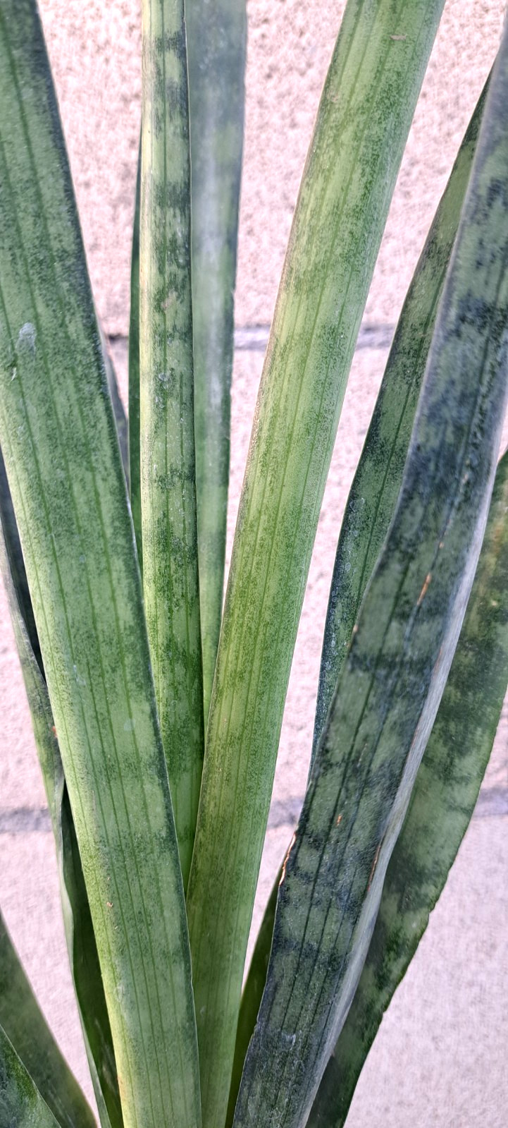 Sansevieria Zeylanica Large Plant Houseplant Succulent