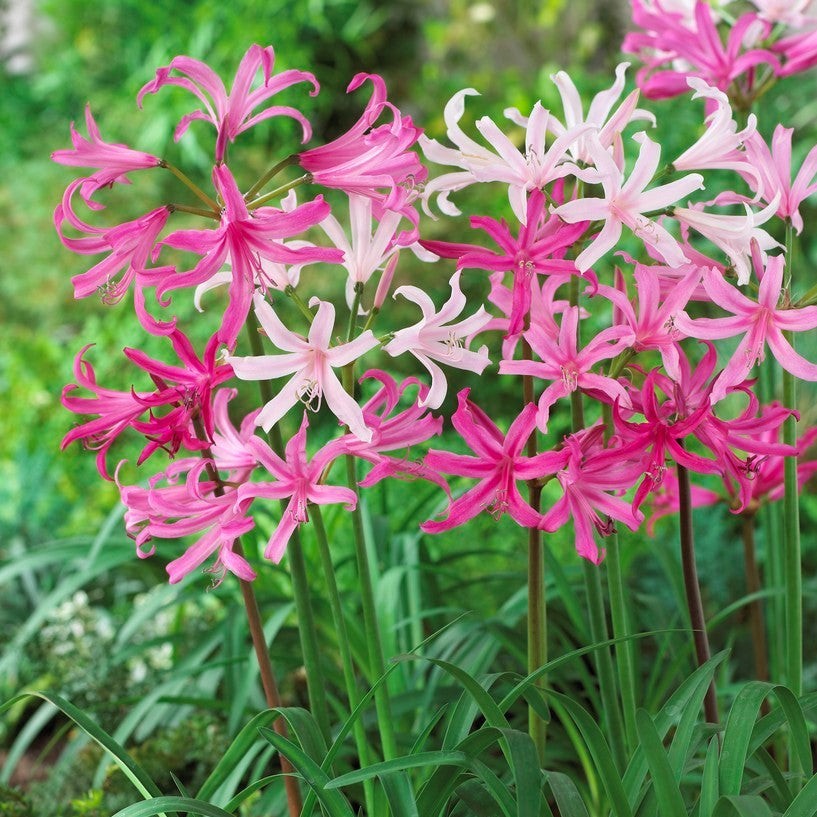 Nerine Topsy Turvy Mix 10 Bulbs, Unusual Pink Summer Flowers in Partial Sun