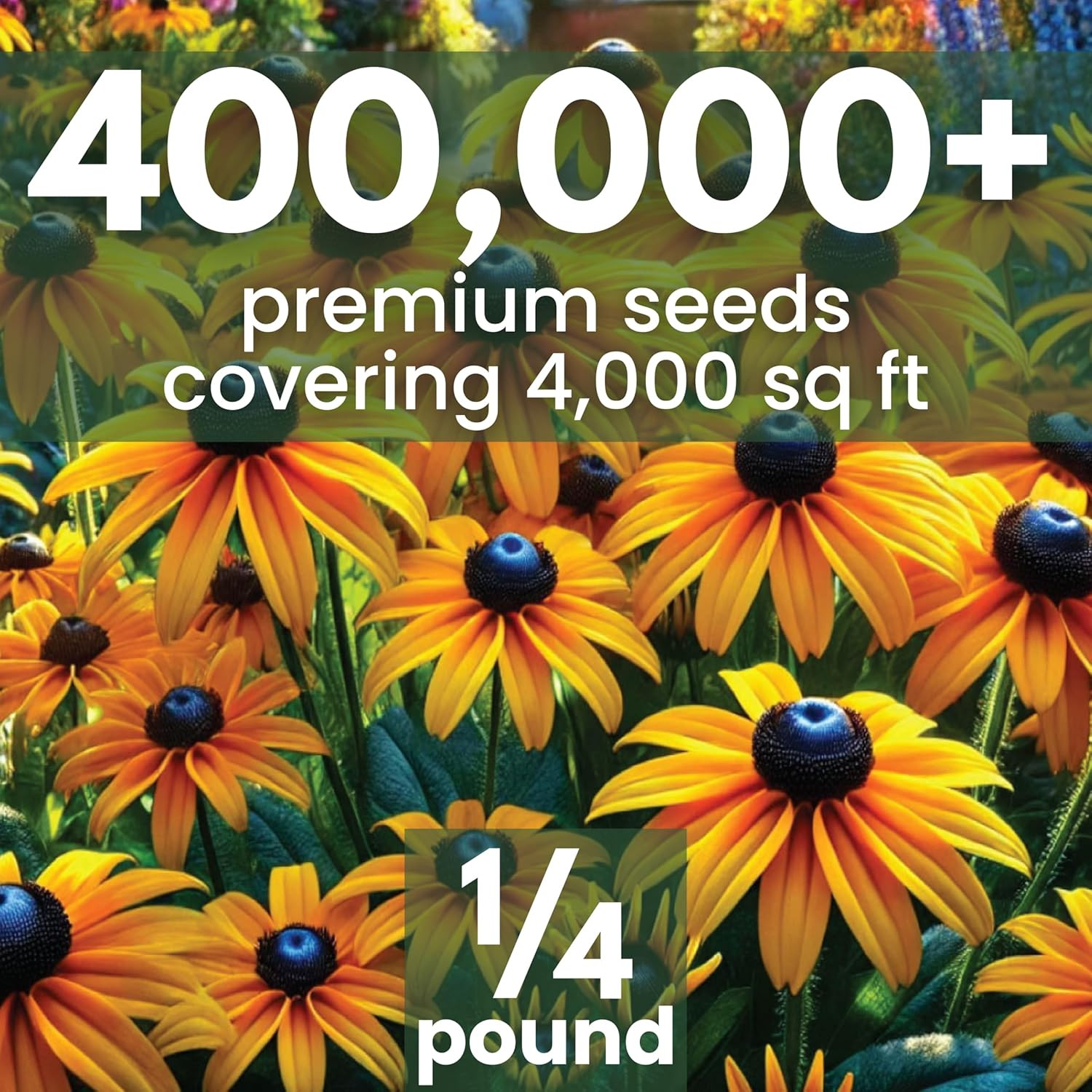 Black Eyed Susan – Bulk 1/4 Pound Pouch – 400,000 Flower Seeds for Planting – Ru