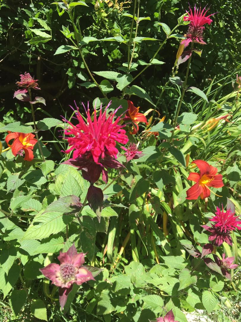 Red Monardo Bee Balm Flower 35 + Seeds USA Home Grown