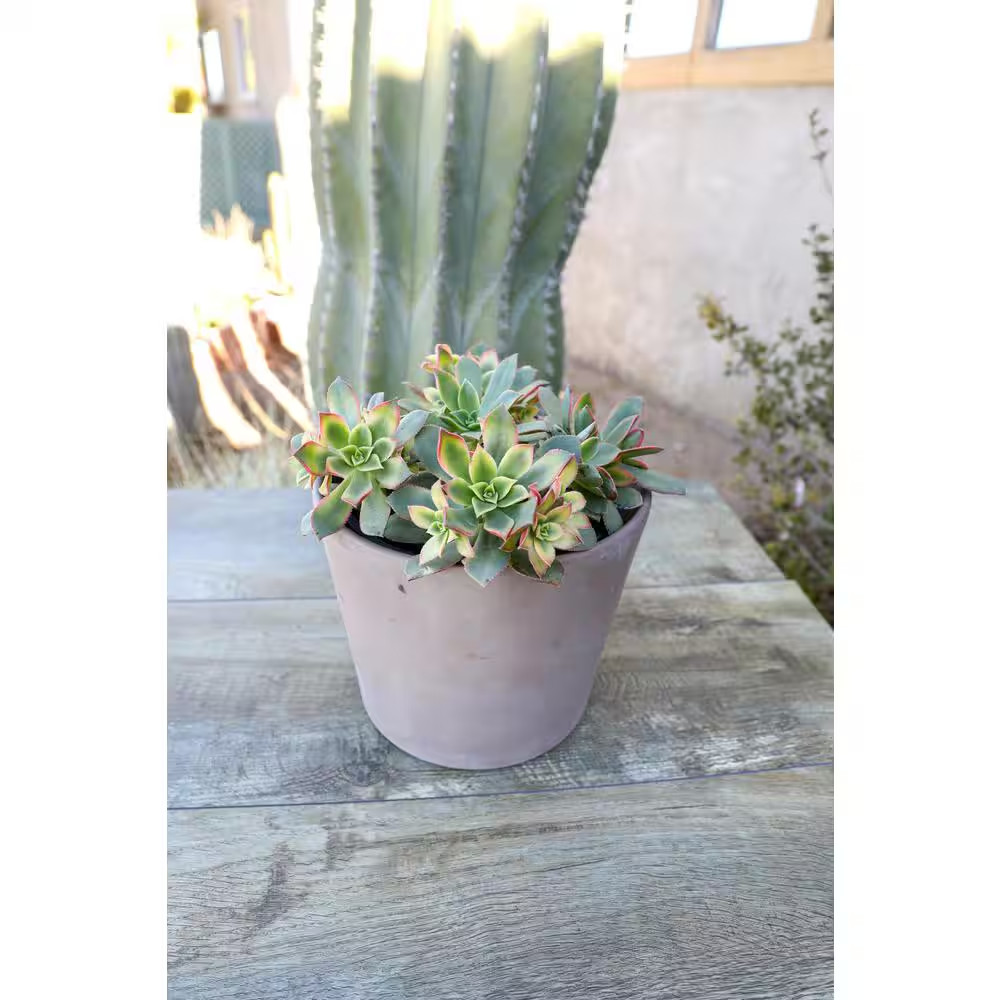 1 Gal. Aeonium Kiwi Single NG